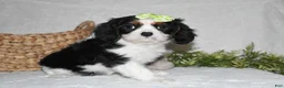 Cavalier King Charles Spaniel dogs for sale: Princess - Ad 2