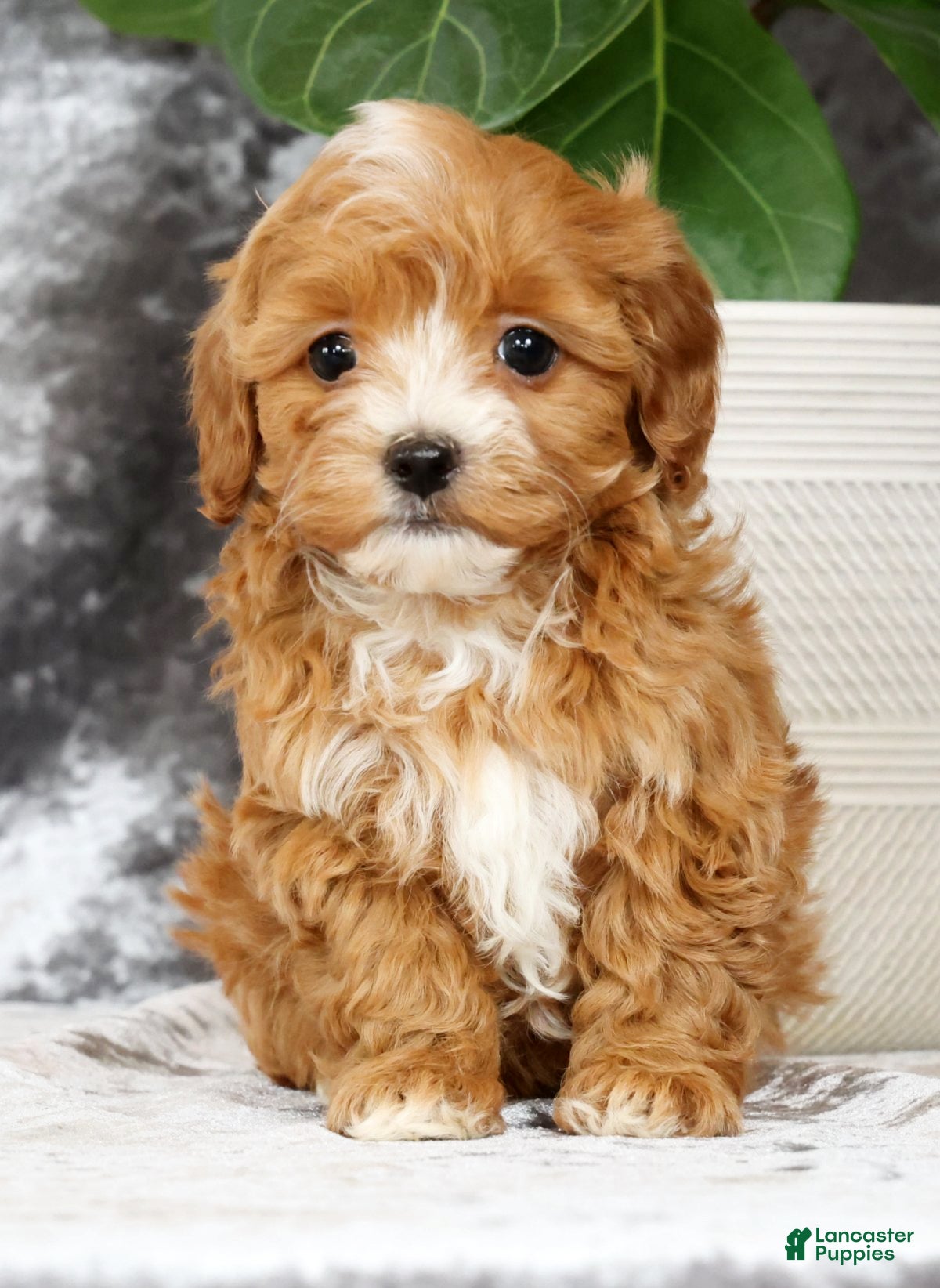 Havapoo dogs Delaney - Ad 2