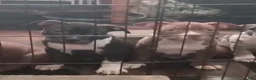 American Bully dogs for sale: American Bully 4 - Ad 4