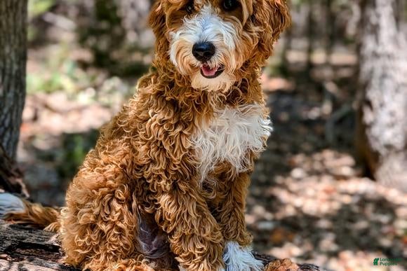 Goldendoodle dogs Copper - Ad 2
