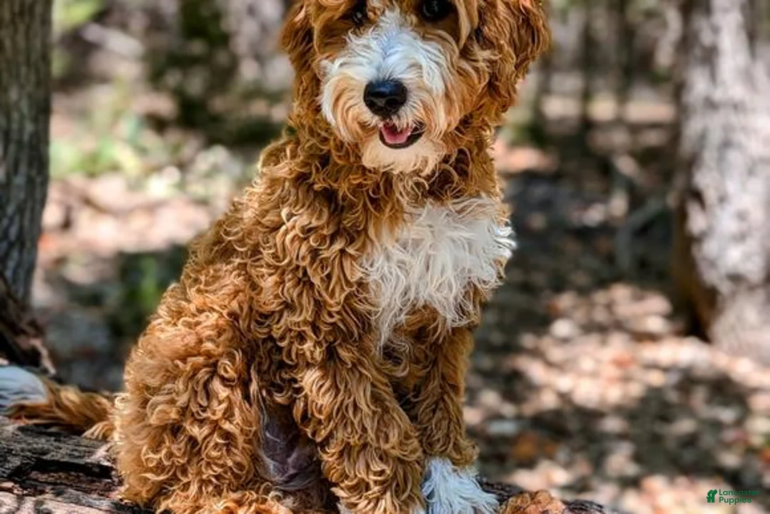Goldendoodle dogs for sale: Copper - Ad 2