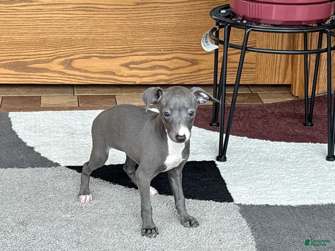 Italian Greyhound dogs for sale: Sara - Ad 13