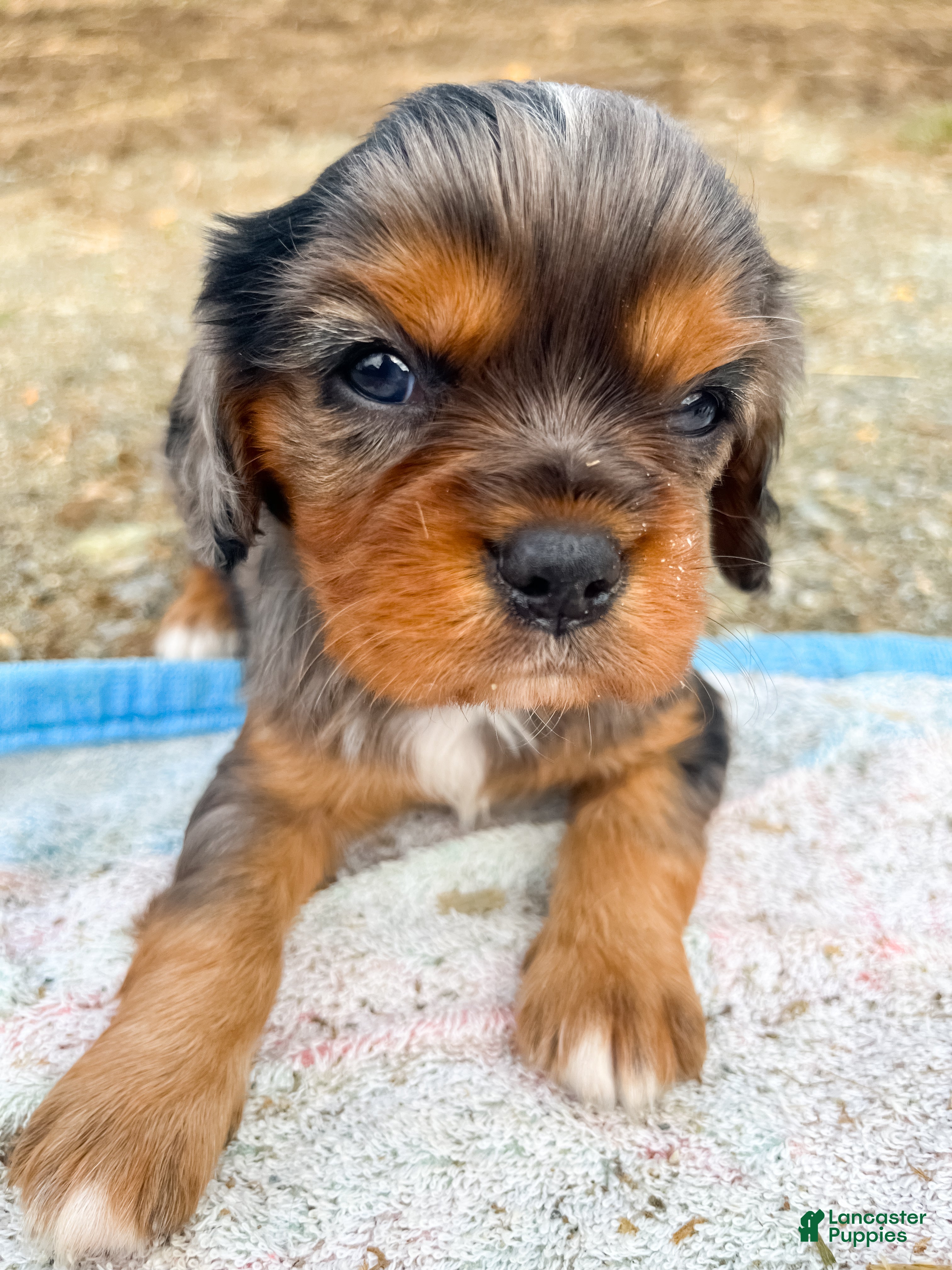 Cavalier King Charles Spaniel dogs Boomer - Ad 1