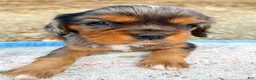 Cavalier King Charles Spaniel dogs for sale: Boomer - Ad 1