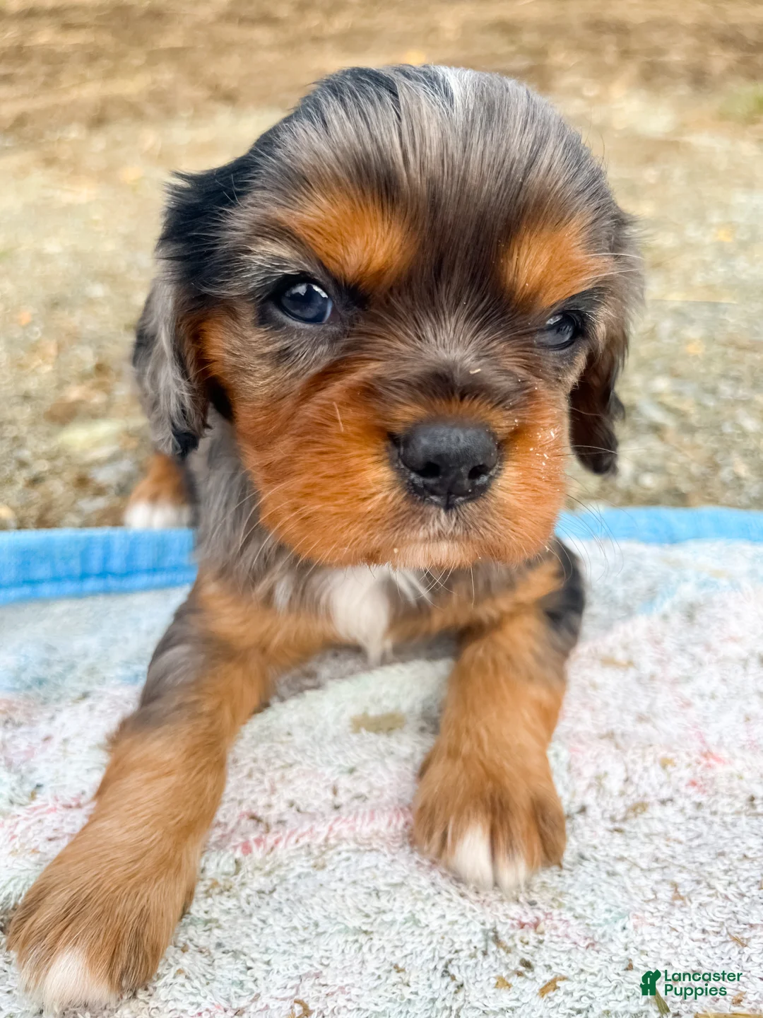 Cavalier King Charles Spaniel dogs for sale: Boomer - Ad 1