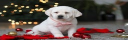 Labrador Retriever dogs for sale: Besty - Ad 4