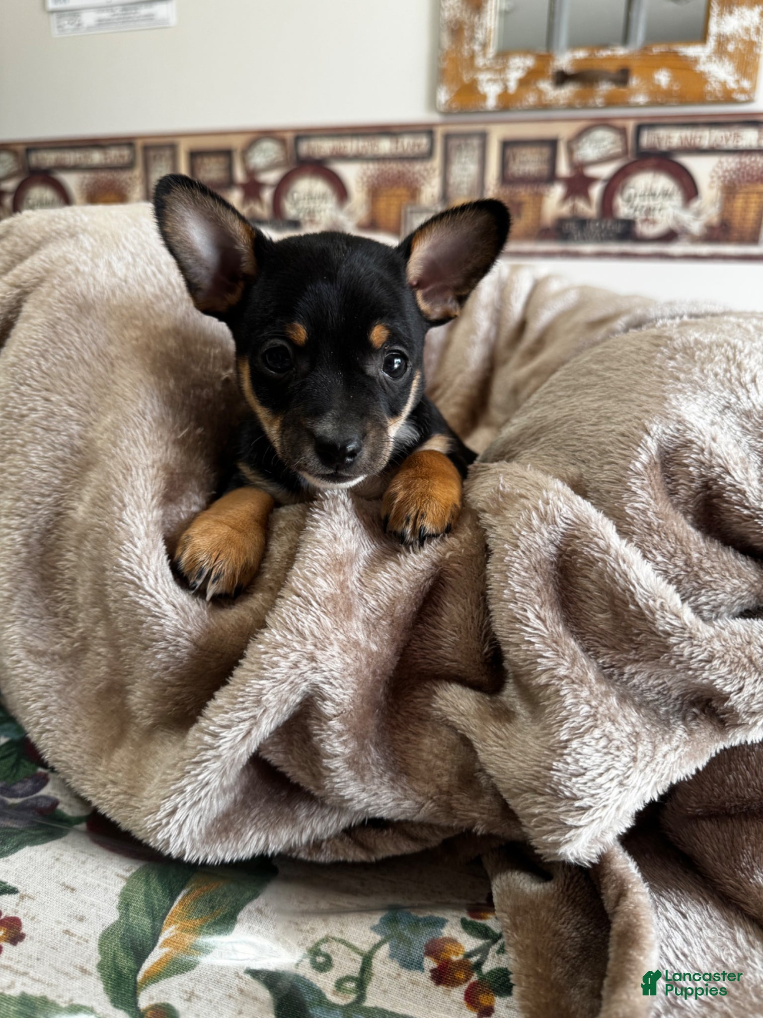 Chihuahua dogs Jessie - Ad 27