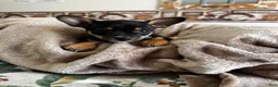 Chihuahua dogs for sale: Jessie - Ad 1