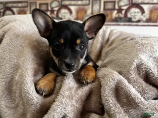 Chihuahua dogs Jessie - Ad 22