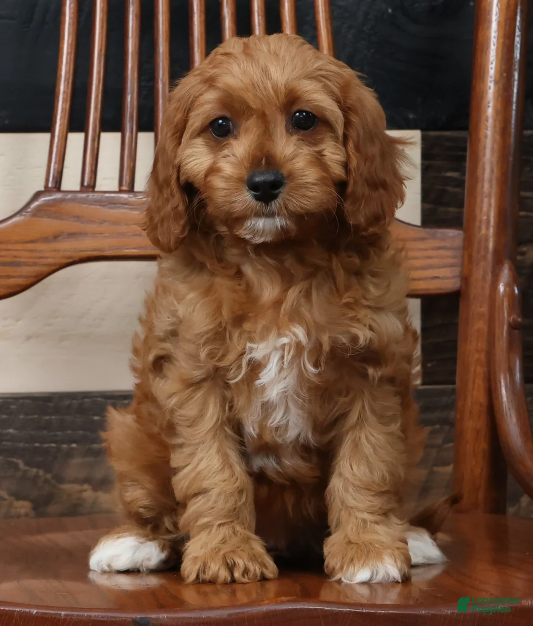 Cavapoo dogs for sale: Tracy - Ad 1