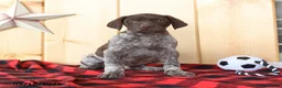 German Shorthaired Pointer dogs for sale: Dover - Ad 5