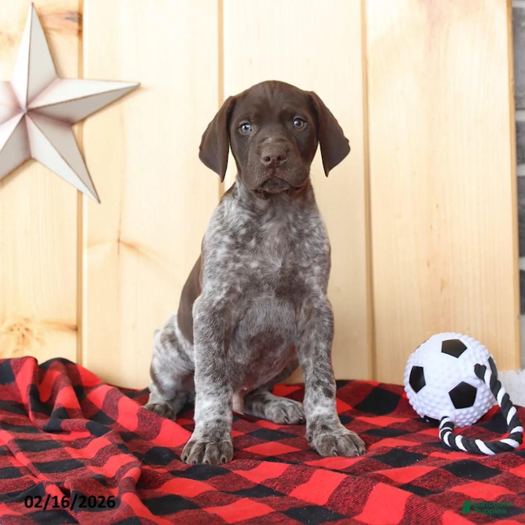 German Shorthaired Pointer dogs for sale: Dover - Ad 5