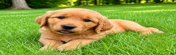 Golden Retriever dogs for sale: female golden retriever puppy - Ad 7