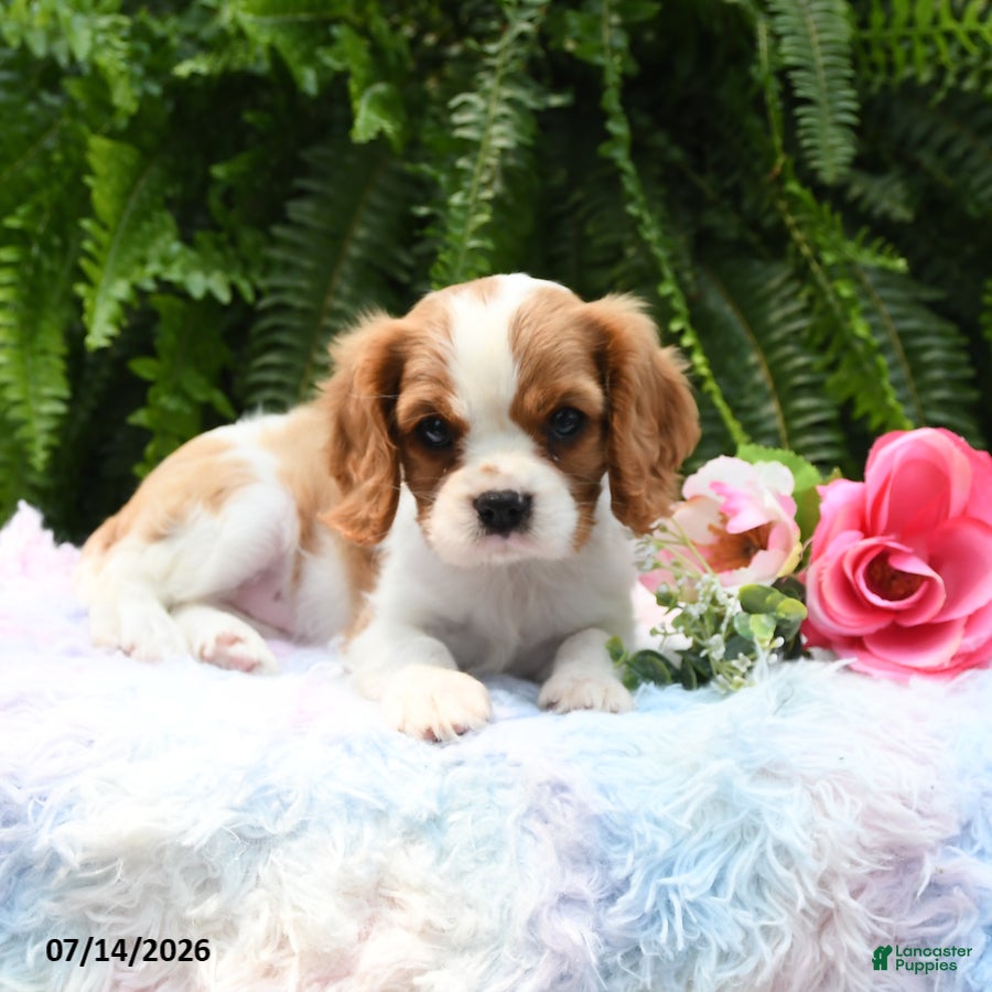 Cavalier King Charles Spaniel dogs Jade - Ad 2