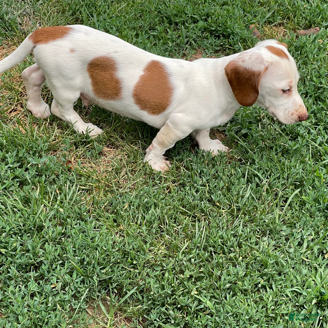 Dachshund dogs for sale: Palmer - Ad 2