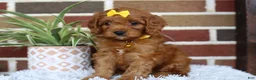 Cavapoo dogs for sale: Skye - Ad 7