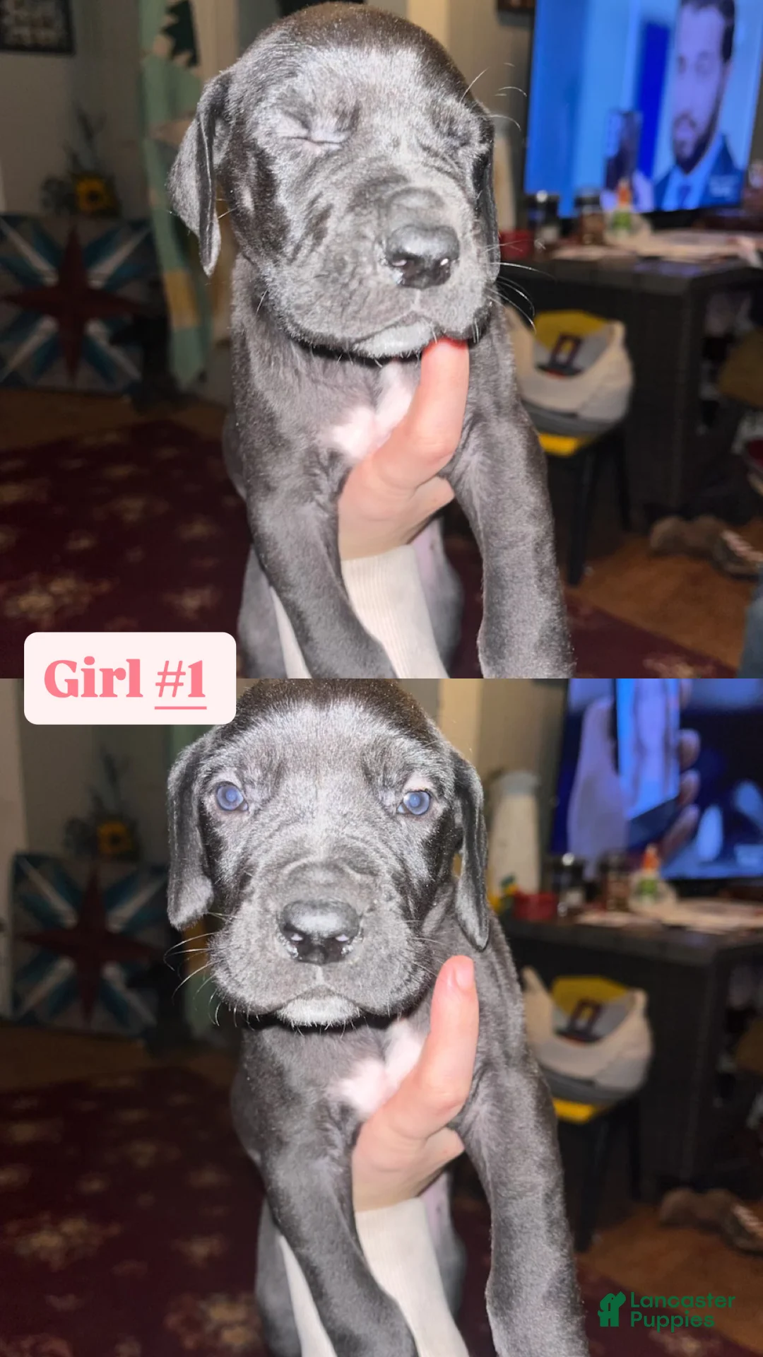 Great Dane dogs for sale: Great Dane Puppy 3 - Ad 1