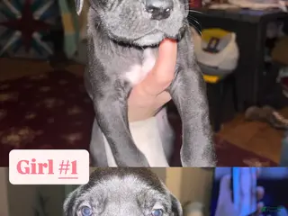 Great Dane dogs Great Dane Puppy 3 - Ad 28