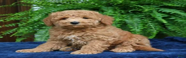 Hugo 