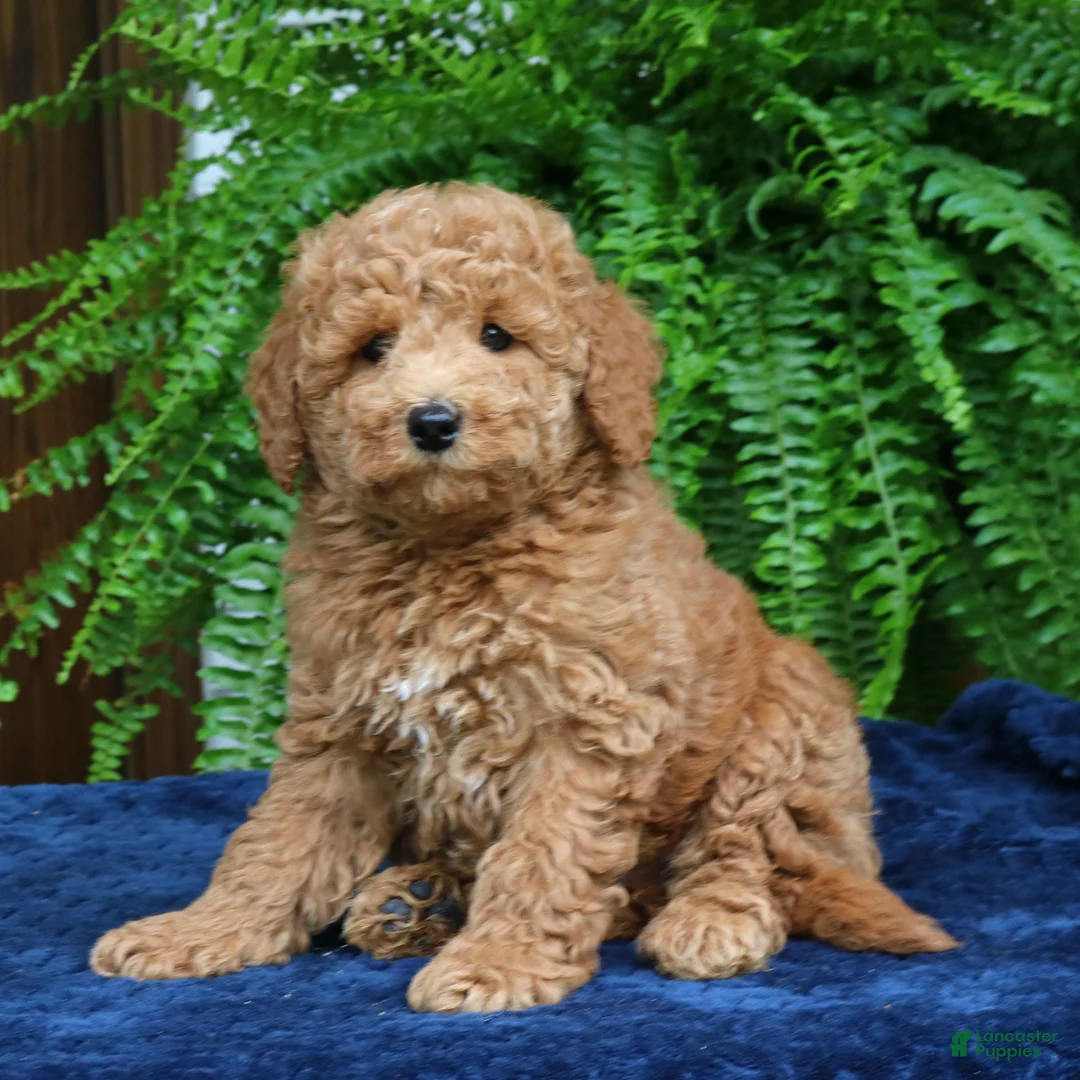 Mini Goldendoodle dogs for sale: Hugo  - Ad 1
