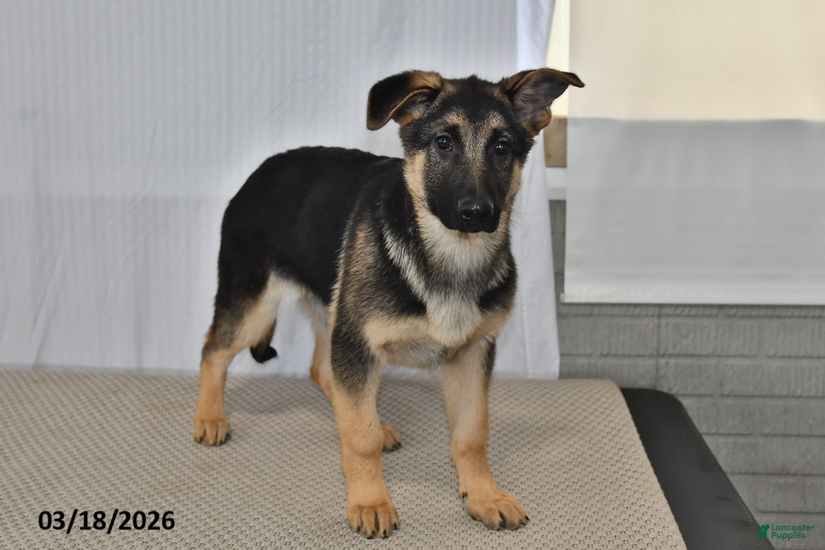 German Shepherd dogs Rain - Ad 2