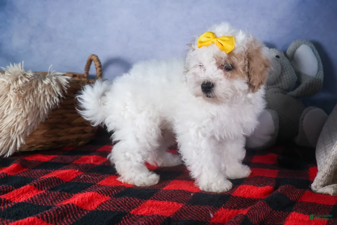 Bichpoo dogs for sale: Snowflake - Ad 15