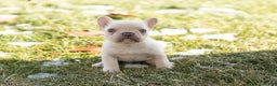 French Bulldog dogs for sale: Dolly - Ad 2