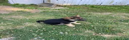 German Shepherd dogs for sale: Bella - Ad 3