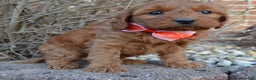 Cockapoo dogs for sale: Coco - Ad 8