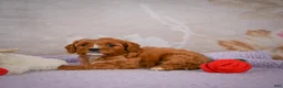 Cavapoo dogs for sale: Landon - Ad 7