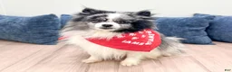 Pomeranian dogs for sale: Cuddles - Ad 7