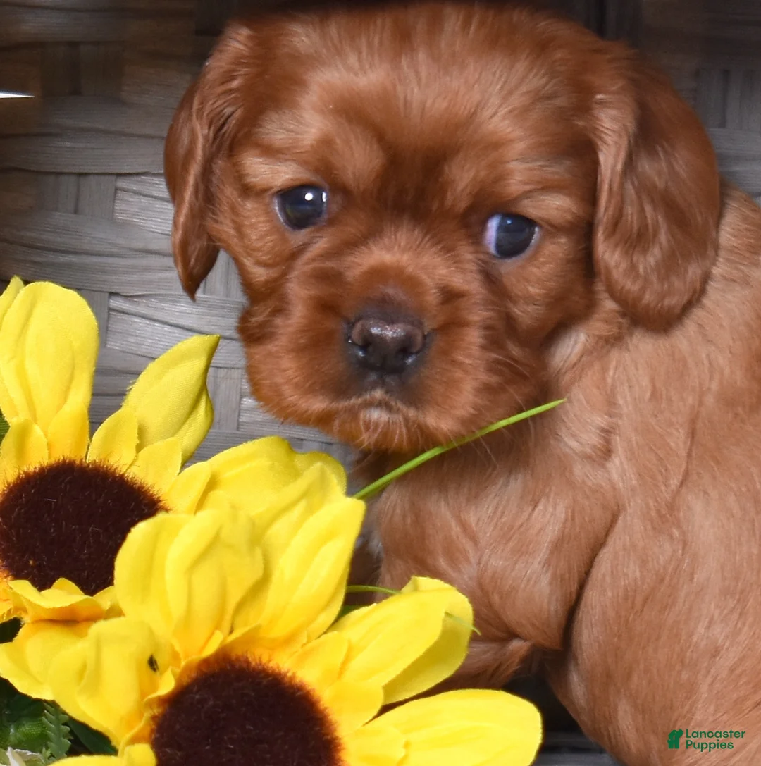 Cavalier King Charles Spaniel dogs for sale: Penny - Ad 2