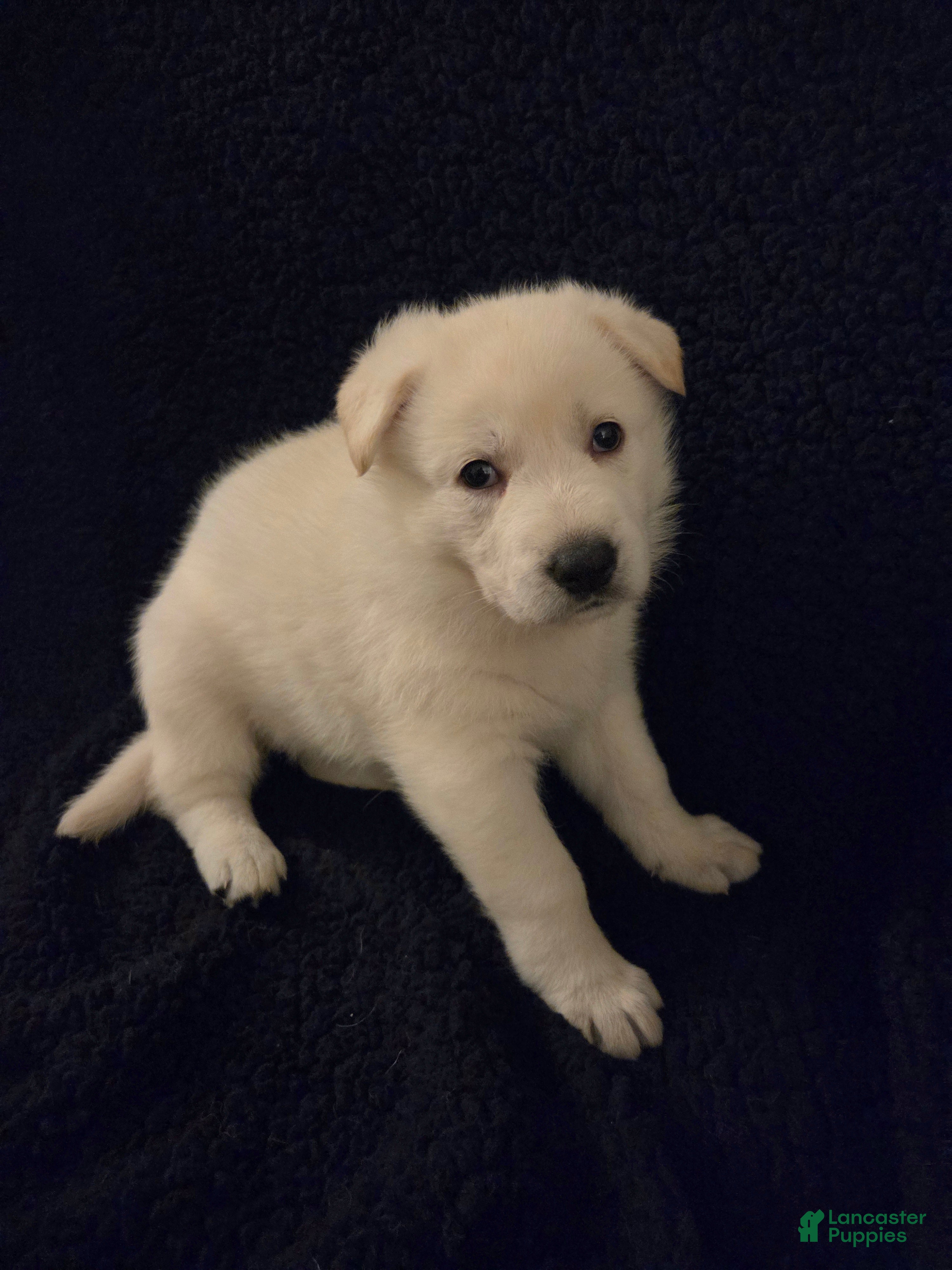 German Shepherd dogs Anna - Ad 2