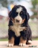 Bernese Mountain Dog dogs Balto - Ad 42