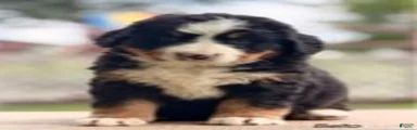 Balto