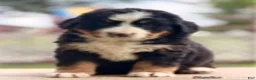 Bernese Mountain Dog dogs for sale: Balto - Ad 1