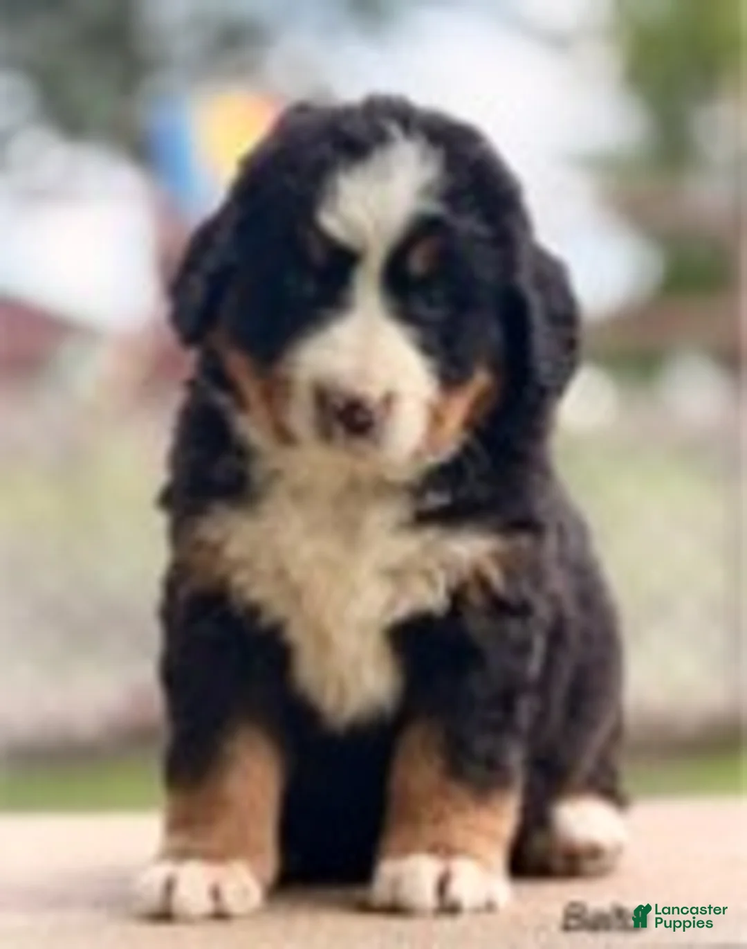 Bernese Mountain Dog dogs for sale: Balto - Ad 1