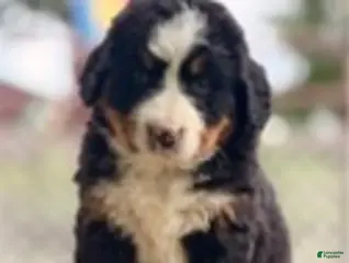 Bernese Mountain Dog dogs Balto - Ad 42