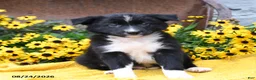 Border Collie dogs for sale: Bandit - Ad 4