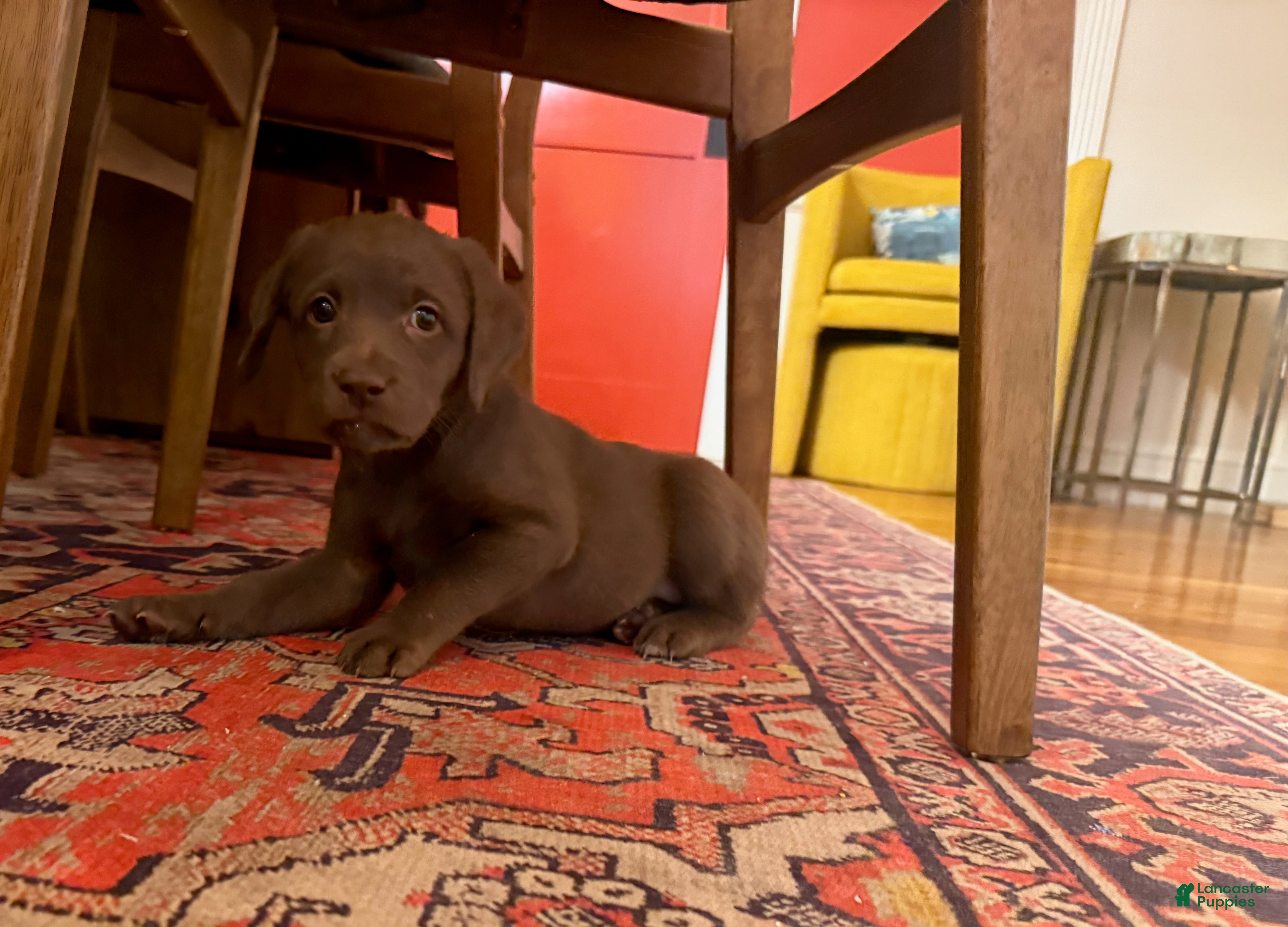 Labradoodle dogs Gracey - Ad 2