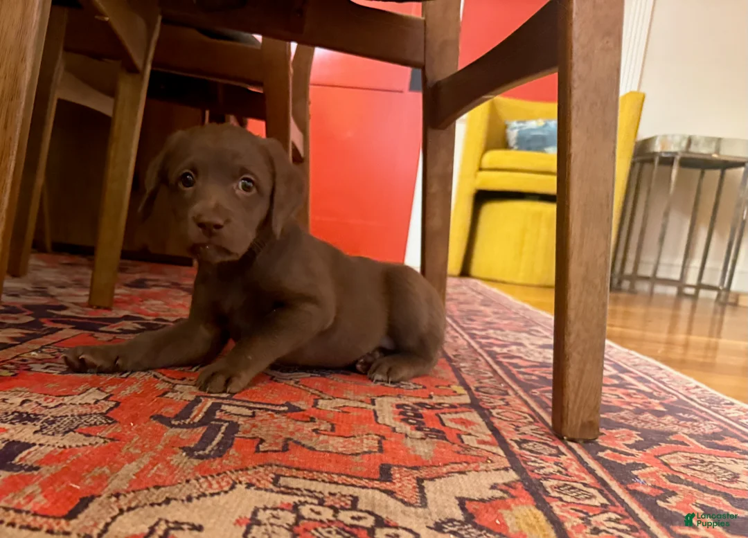 Labradoodle dogs for sale: Gracey - Ad 2