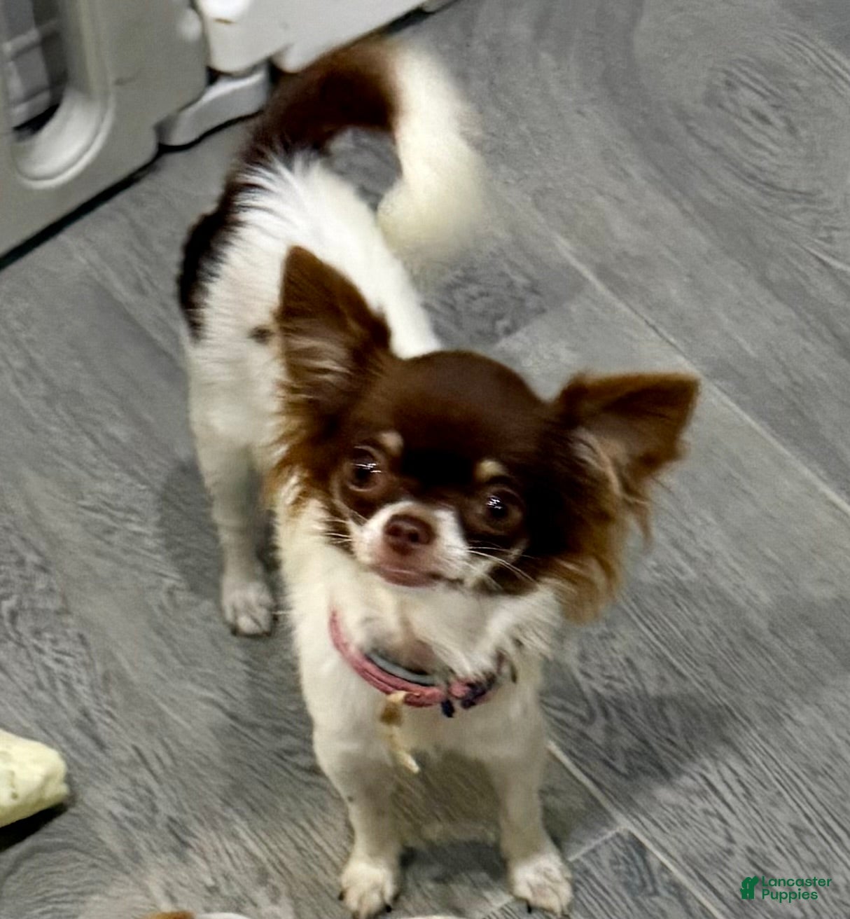 Chihuahua dogs Isla Teacup - Ad 2