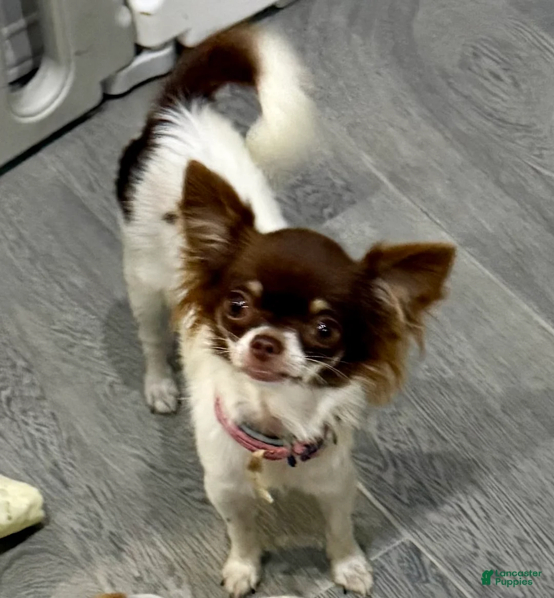 Chihuahua dogs for sale: Isla Teacup - Ad 2