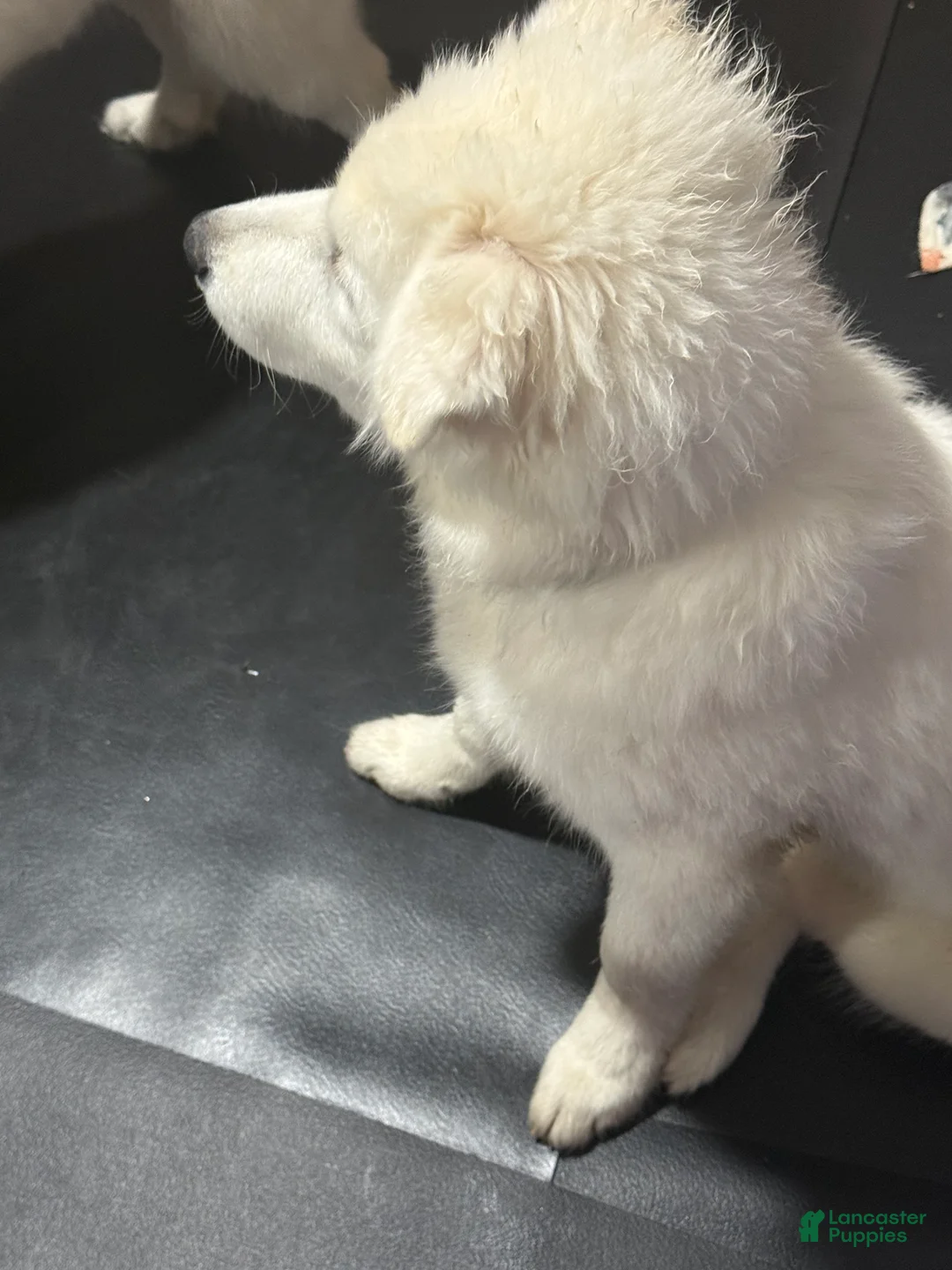 Samoyed dogs for sale: Samoyed Puppy 2 - Ad 2
