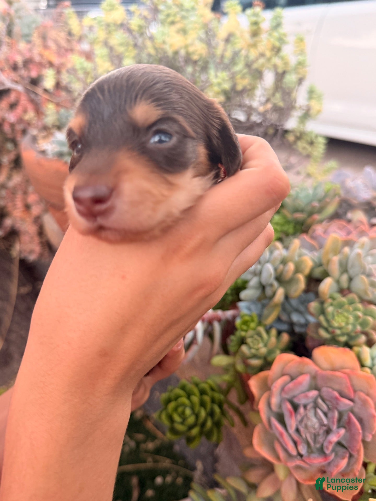 Miniature Dachshund dogs Miniature Dachshund 1 - Ad 18