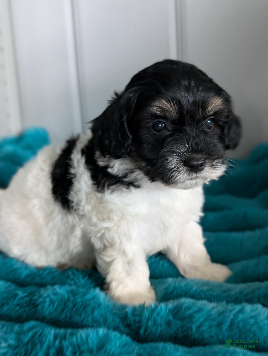 Havapoo dogs for sale: Oscar  - Ad 2