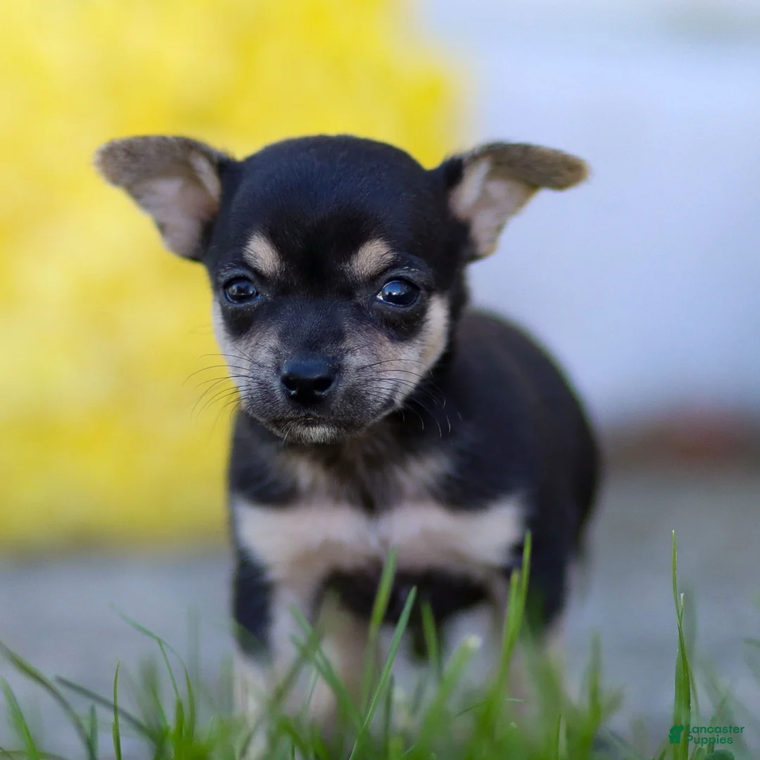Chihuahua dogs for sale: Phoenix - Ad 26