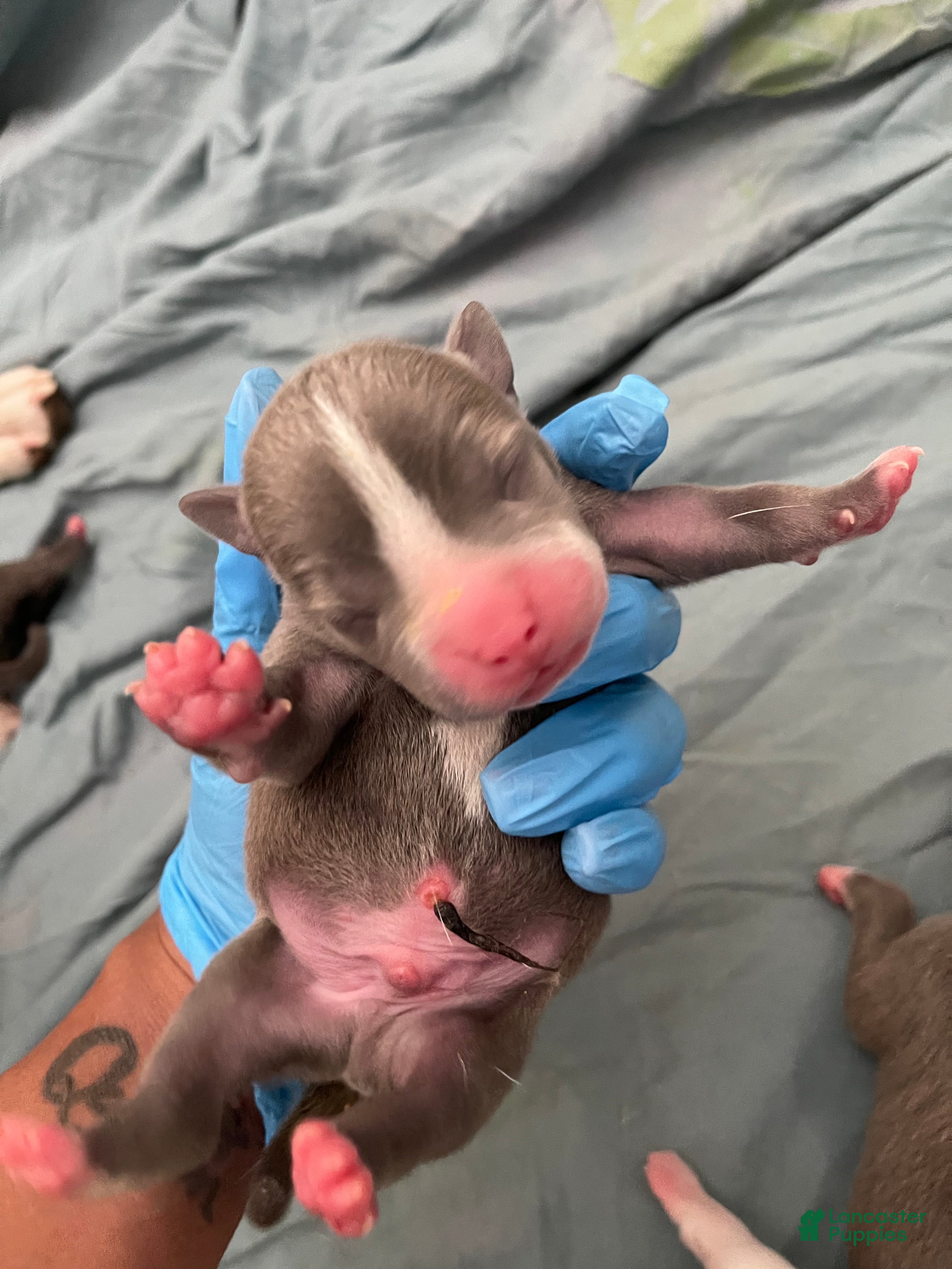 American Bully dogs American Bully Puppy 5 - Ad 39