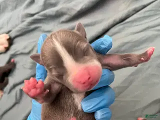 American Bully dogs American Bully Puppy 5 - Ad 39