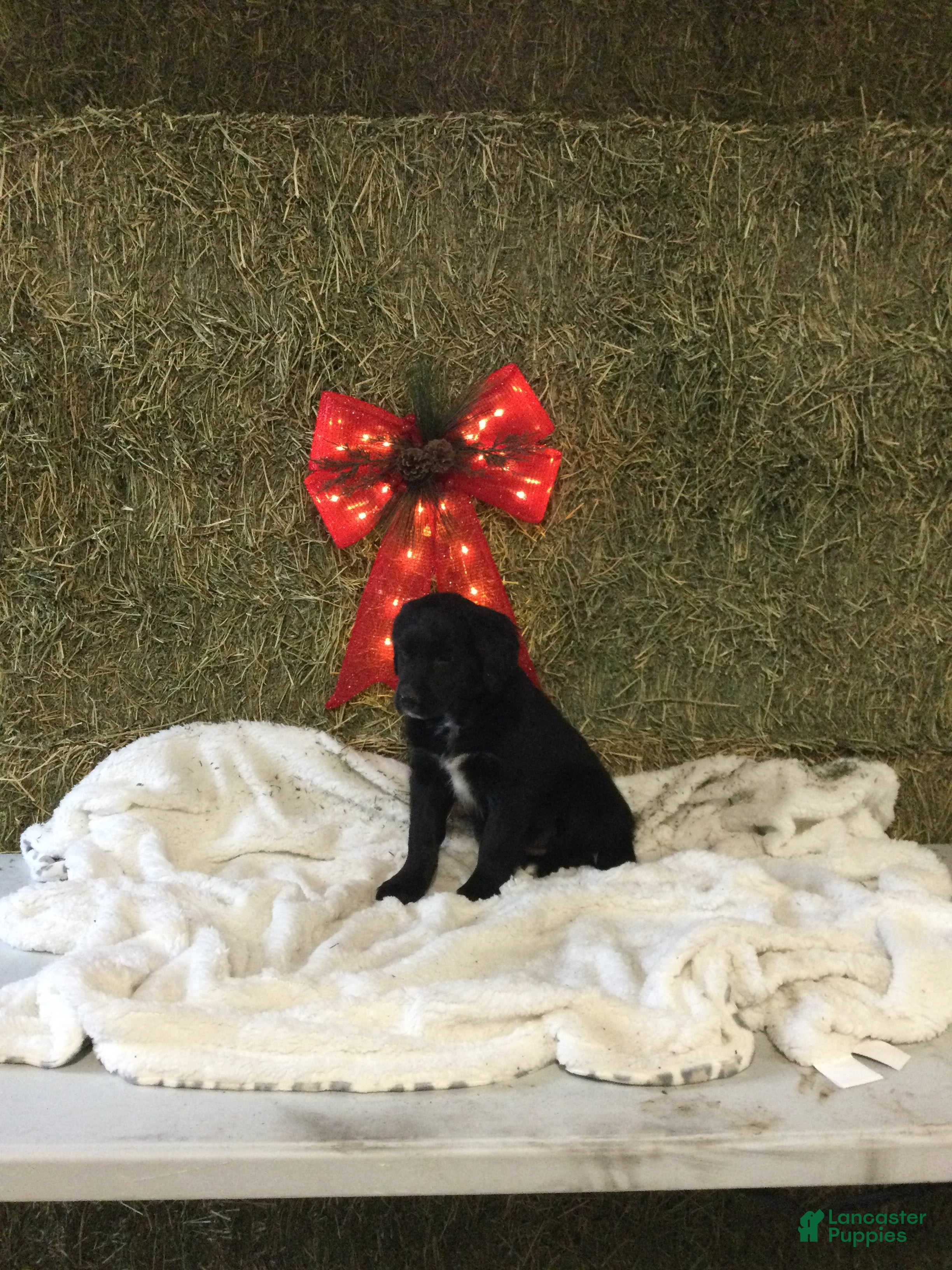 Mixed Breed dogs Micky - Ad 22